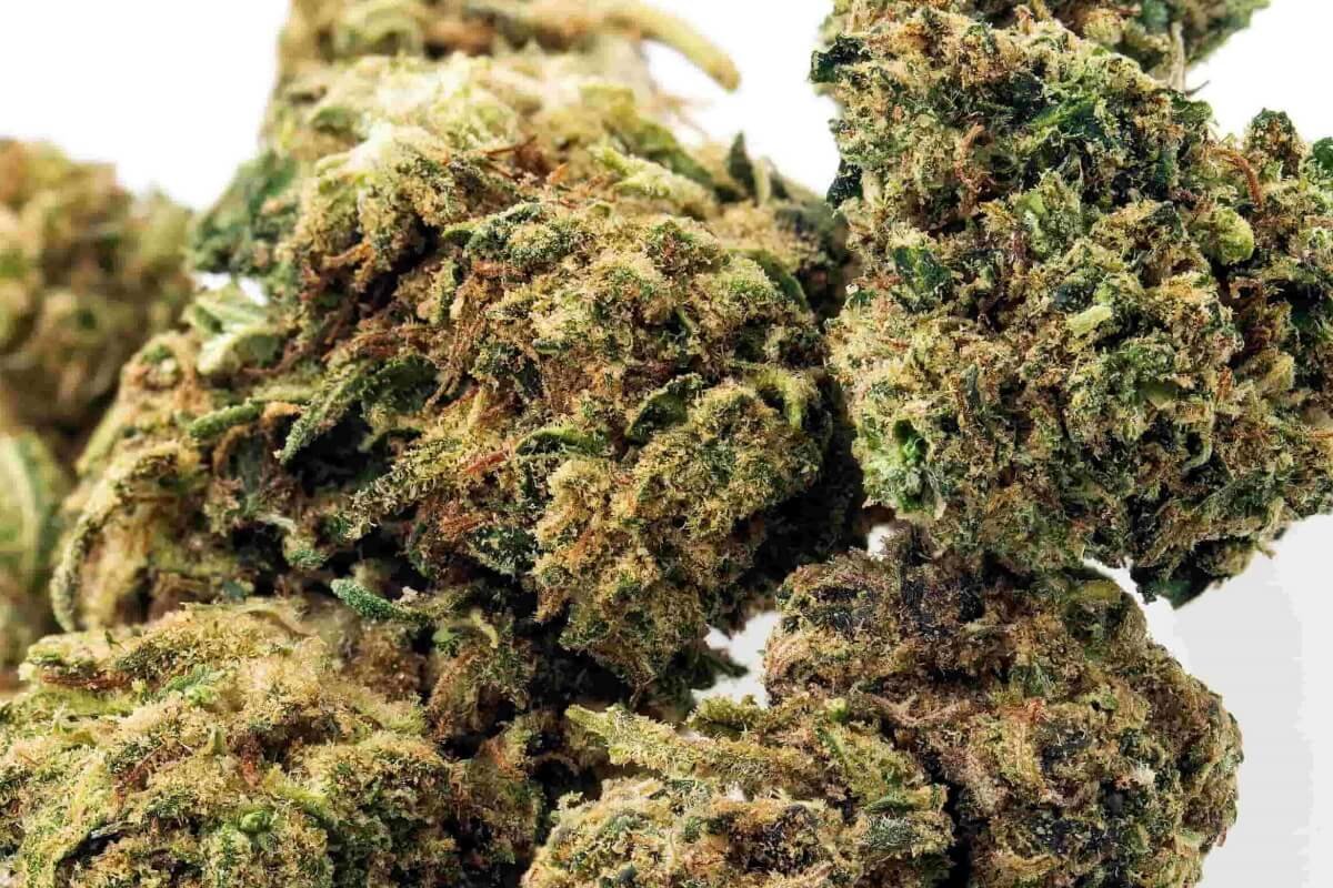 The Wife CBD Strain