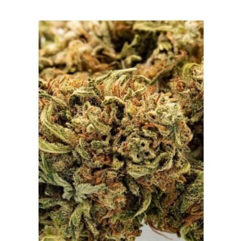 Jack Frost CBG