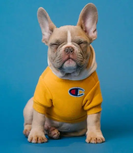 cbd for dogs